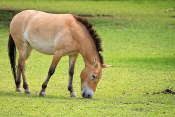 Fototapeta premium Przewalski's horse in a clearing 