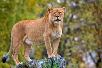 Lioness in a clearing
