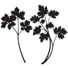 Parsley silhouettes and icons. Black flat color simple elegant white background Parsley vegetable vector and illustration.