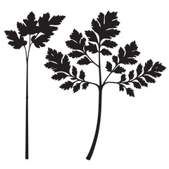 Parsley silhouettes and icons. Black flat color simple elegant white background Parsley vegetable vector and illustration.
