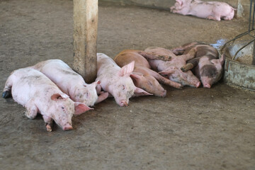 Little pig sleeping in row livestock farm