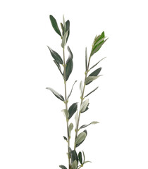 Olive tree, twigs with green leaves isolated on white, clipping path