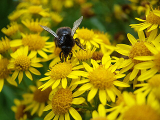 bee on yellow flower