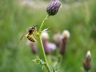 wasp on a flower