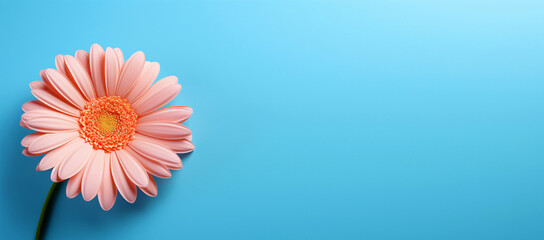 A beautiful daisy tinted in a fashionable peach fuzz color on a blue background. Place for text, copy space - obrazy, fototapety, plakaty
