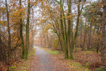 Path in a forest with autumn colours