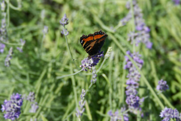 Small tortoiseshell butterfly (Aglais urticae) perched on lavender plant in Zurich, Switzerland