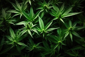 Blooming cannabis plant, medical marijuana. Concept of herbal alternative medicine.