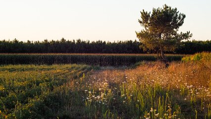 Forêt des Landes de Gascogne, pendant le crépuscule