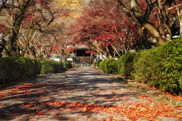 滋賀県大津市の西教寺の参道と勅使門が見える秋景色