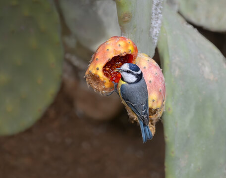 African blue tit (Cyanistes teneriffae degener) clinging  and feeding on a ripe Prickly Pear Cactus fruit, this bird is seldom in local populations on Fuerteventura, Canary Islands