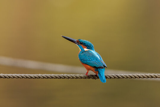 Kingfisher (Alcedo atthis)