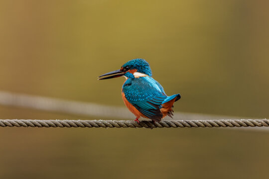 Kingfisher (Alcedo atthis)