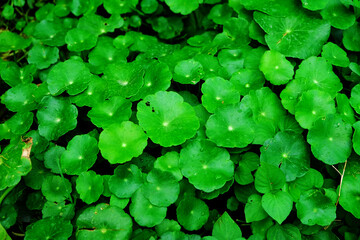 green leaf background.