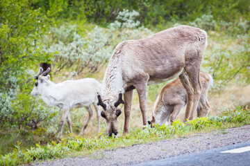 Reindeers grazing beside a road in Sweden