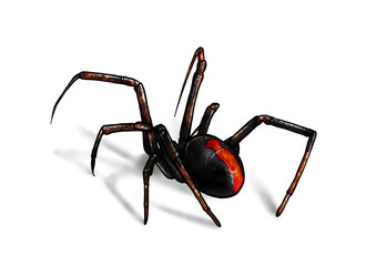 spider isolated on white background