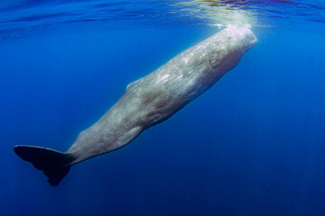 sperm whale resting underwater close up in the ocean