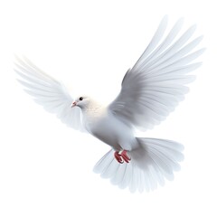 a white bird with spread wings