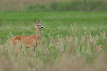 Young roebuck in a clearing