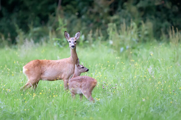 Roe deer with baby in a clearing
