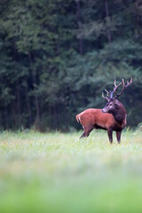 Red deer in the forest
