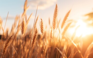 wheat field at sunset