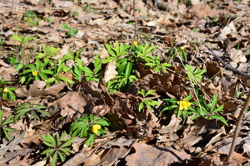 green plants with yellow flowers on the ground with dry leaves  