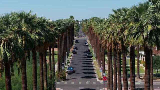 An aerial shot of Californian palms with an empty road. Palm trees and desert mountain in Palm Springs, California.
