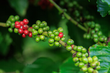 Coffee beans grow on tree