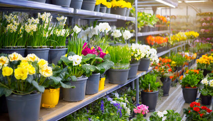 flowers in the hardware store in the spring - obrazy, fototapety, plakaty