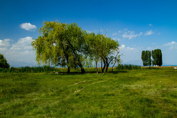 trees in the field