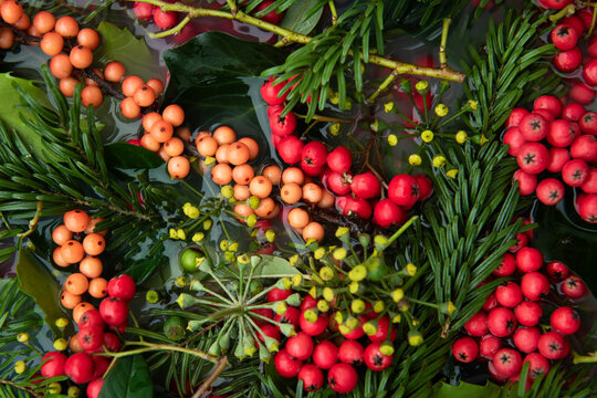 abstract background of red berries, hedera and christmas pine tree braches