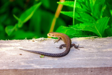 lizard on a tree