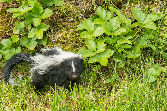 Striped Skunk Kit in the garden