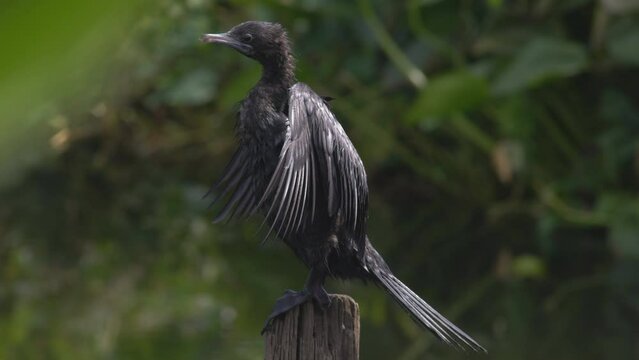 little cormorant spreads its wings wide. Let the wings dry in the sun.