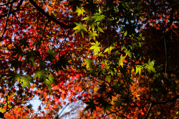 紅葉