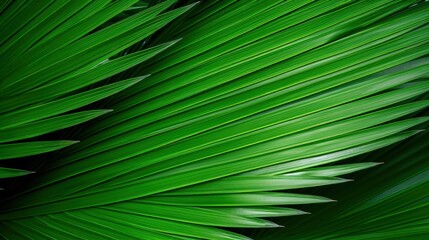 palm leaf texture natural tropical green leaf
