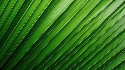 palm leaf texture natural tropical green leaf