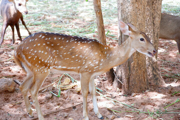 Herd of beautiful deer in the zoo.
