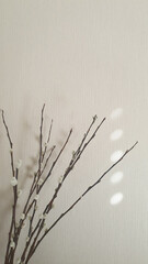 Dried pussy willow branches in clear glass vase with sunlight through wooden blinds in front of white wallpaper wall background