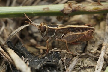 Closeup on short-horned Barbarian Grasshopper Calliptamus barbarus , from Gard, France