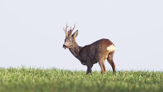 one Roebuck stands in a meadow on a spring morning and eats grass, Halle Saale, Saxony Anhalt, Germany
