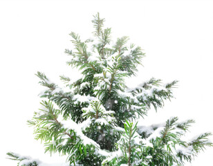 Tannenbaum mit schnee isoliert auf weißem Hintergrund freisteller 