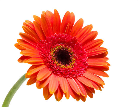 Gerbera blume isoliert auf weißem Hintergrund, Freisteller