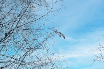 A squirrel jumps from one tree to another in winter. winter, gray squirrel, jump