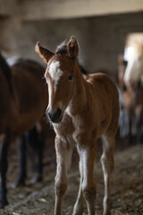Obraz na płótnie Canvas A beautiful thoroughbred horse stands in a dark stable on a farm.