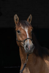 A beautiful thoroughbred horse stands in a dark stable on a farm.