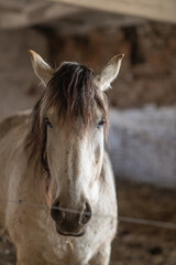 Obraz premium A beautiful thoroughbred horse stands in a dark stable on a farm.