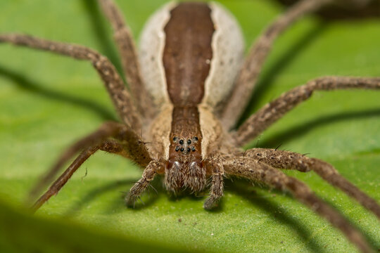 Nursery Web Spider - Pisaurina mira