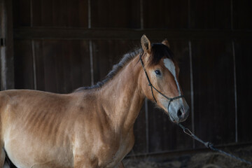 A beautiful thoroughbred horse stands in a dark stable on a farm.